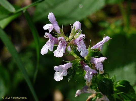 {Stachys tenuifolia}